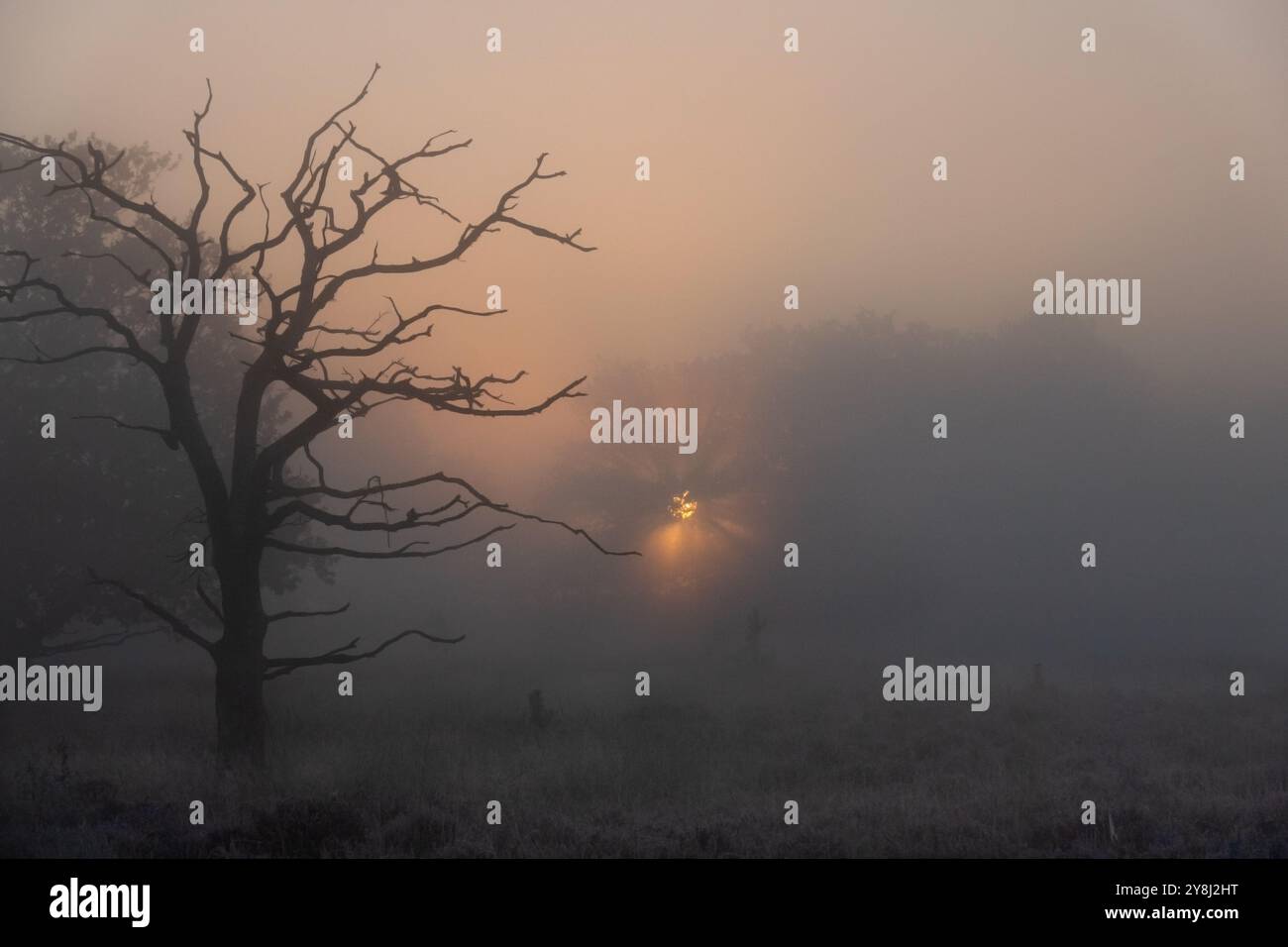 Albero morto sulla brughiera all'alba, fasci di sole che si infrangono nella nebbia Foto Stock