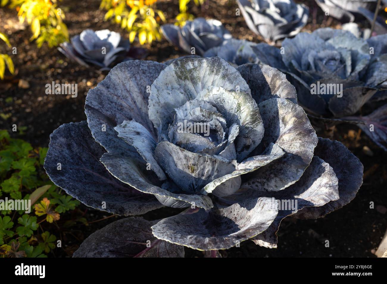 Cavolo rosso Brassica oleracea "Ruby Perfection" che cresce in un giardino. Foto Stock