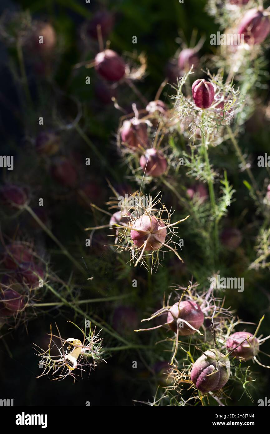 Nigella damascena "Albion Black Pod", fiori "Love-in-a-Mist". Foto Stock