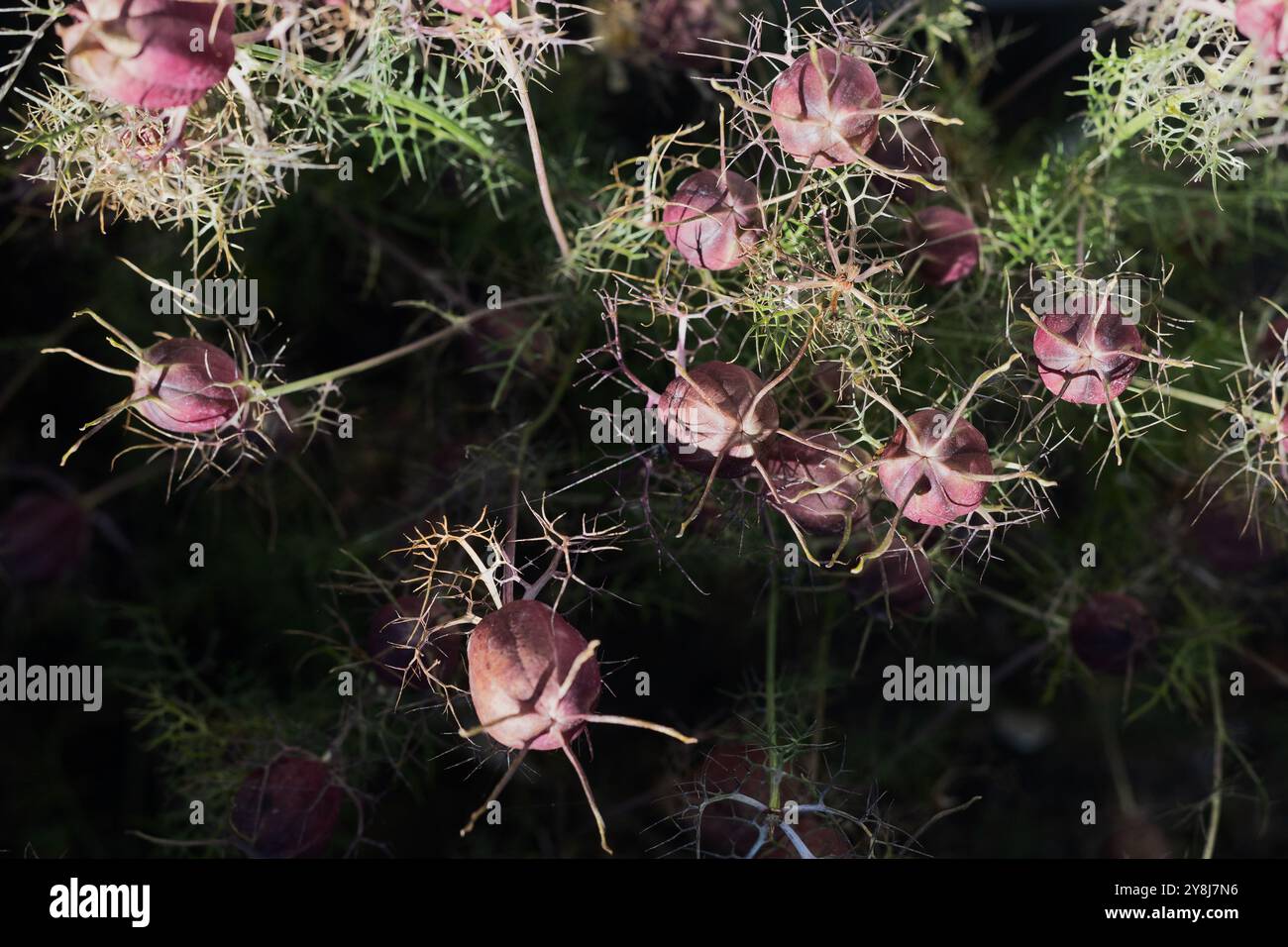 Nigella damascena "Albion Black Pod", fiori "Love-in-a-Mist". Foto Stock