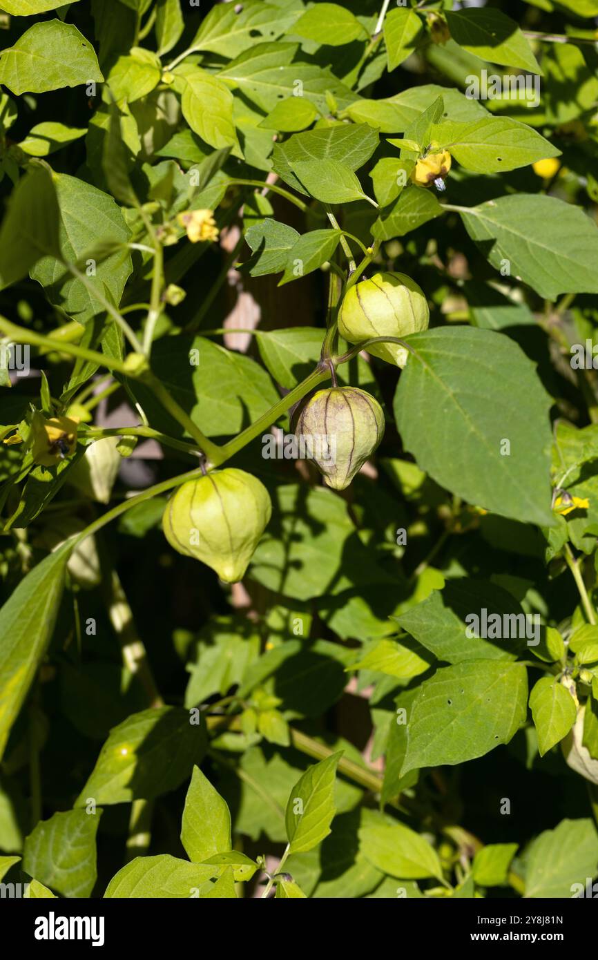 Physalis philadelphica "Purple de milpa" tomatillo. Foto Stock