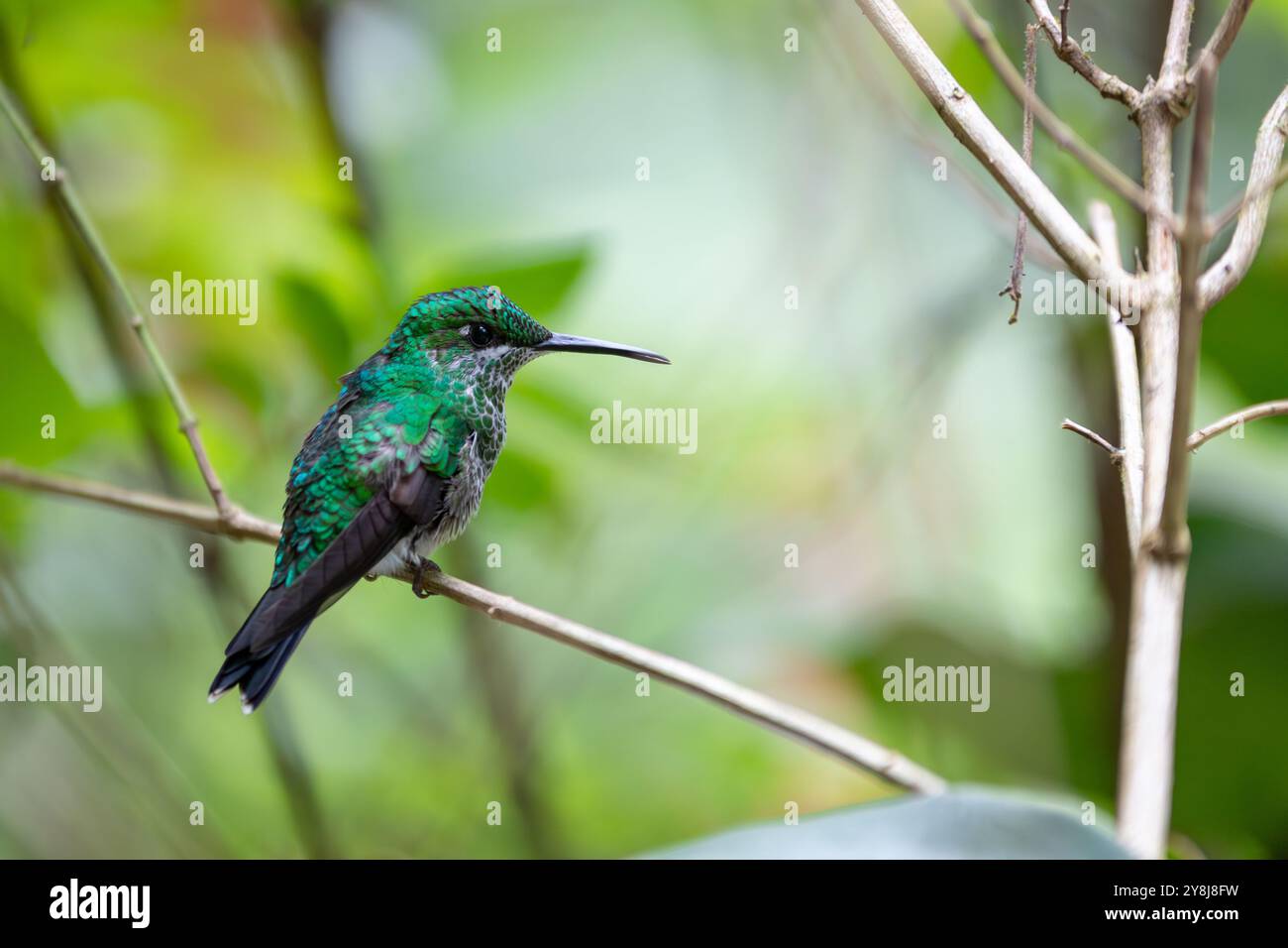 Un brillante colibrì incoronato verde arroccato su un ramo in Costa Rica, che mostra la ricca biodiversità e l'habitat naturale del paese Foto Stock