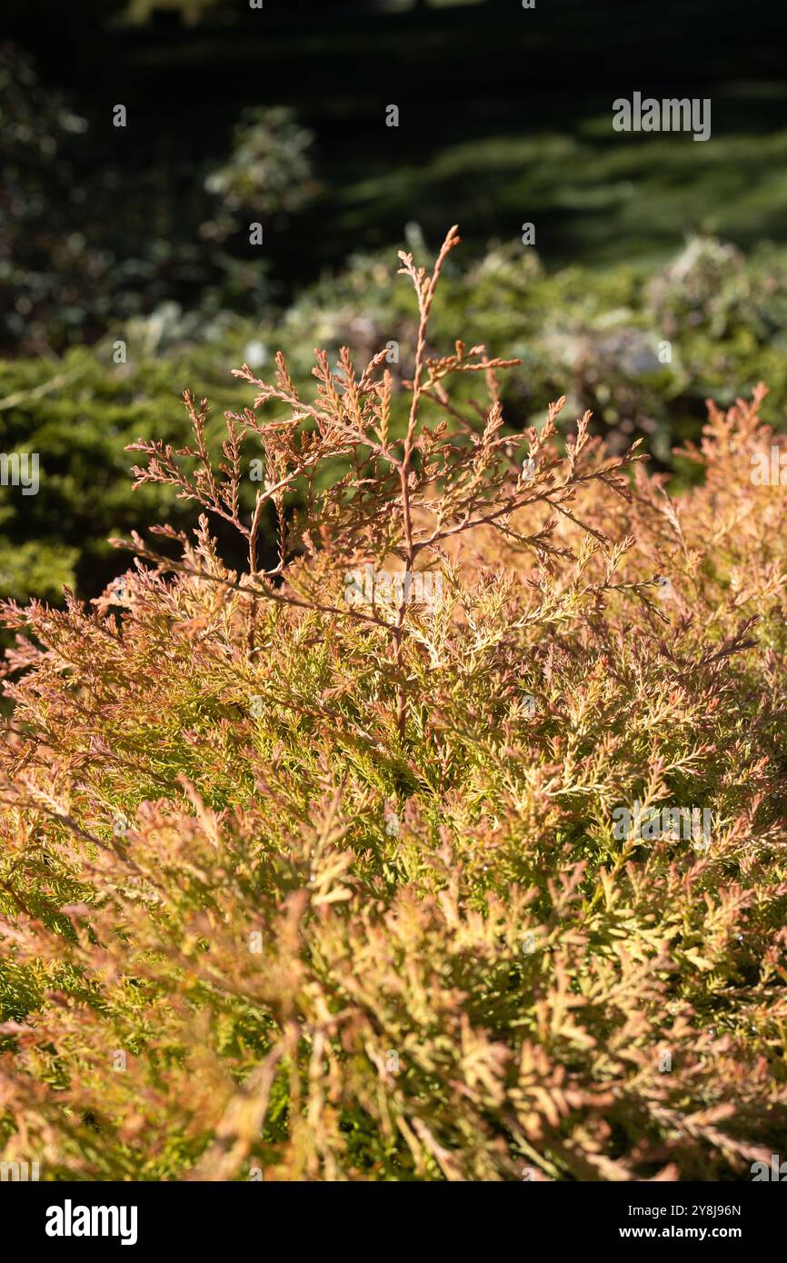 Thuja occidentalis "Congabe", capo del fuoco americano arborvitae. Foto Stock