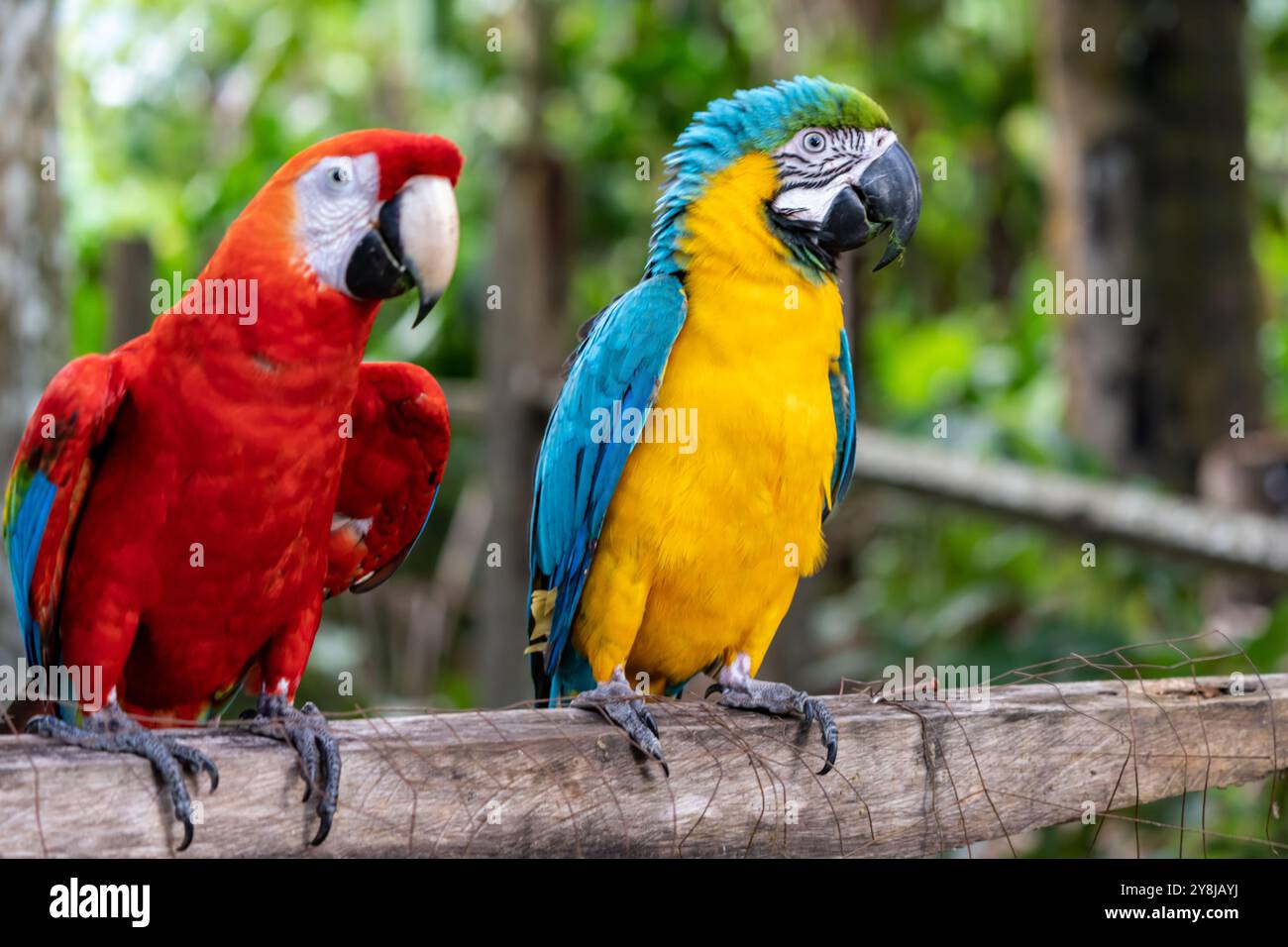 Scarlet Macaw e Blue e Gold Macaw in Costa Rica Foto Stock