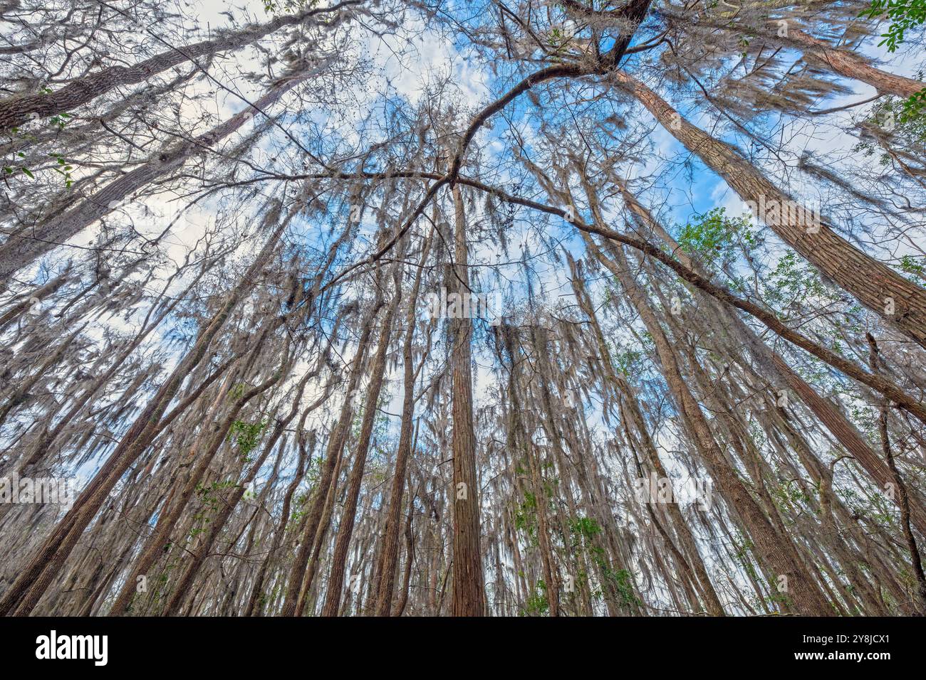 Nel mezzo di una palude cipresso nel rifugio naturale nazionale Okefenokee a Geogia Foto Stock