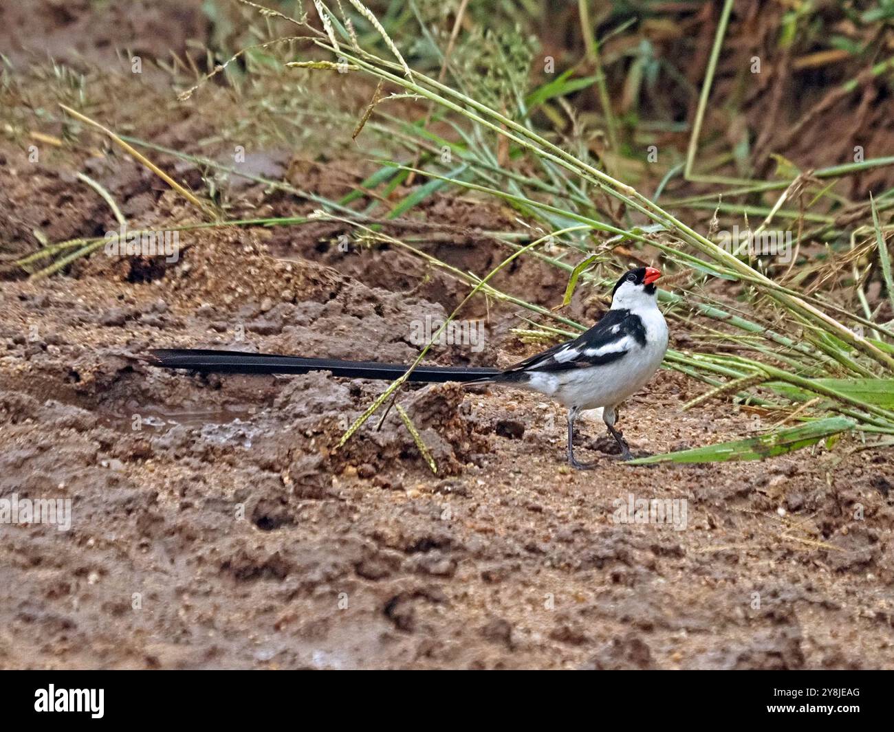Maschio Whydah dalla coda di spillo (Vidua macroura) nella riproduzione di piumaggio che forgia semi d'erba su terreno sabbioso nel Parco Nazionale di Ruaha, Tanzania, Africa Foto Stock