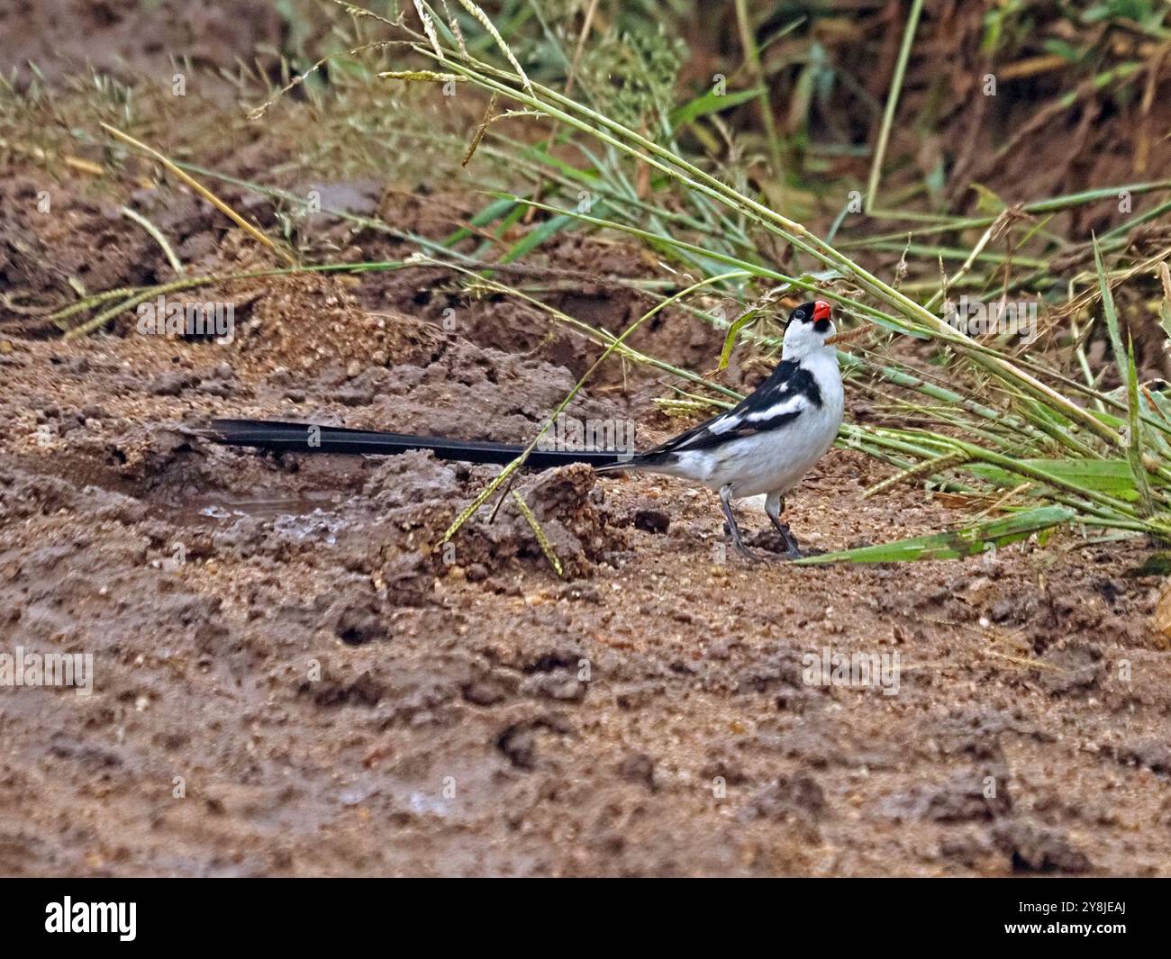 Maschio Whydah dalla coda di spillo (Vidua macroura) nella riproduzione di piumaggio che forgia semi d'erba su terreno sabbioso nel Parco Nazionale di Ruaha, Tanzania, Africa Foto Stock