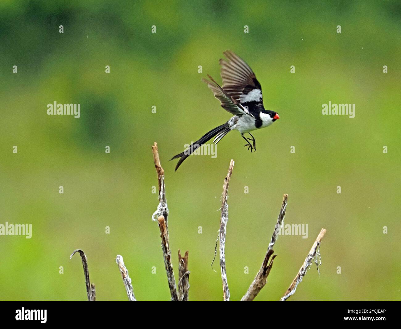 Whydah maschio a coda di spillo (Vidua macroura) in nidificazione piumaggio che vola con ali sparse sulla brughiera nel Parco Nazionale Ruaha, Tanzania, Africa Foto Stock