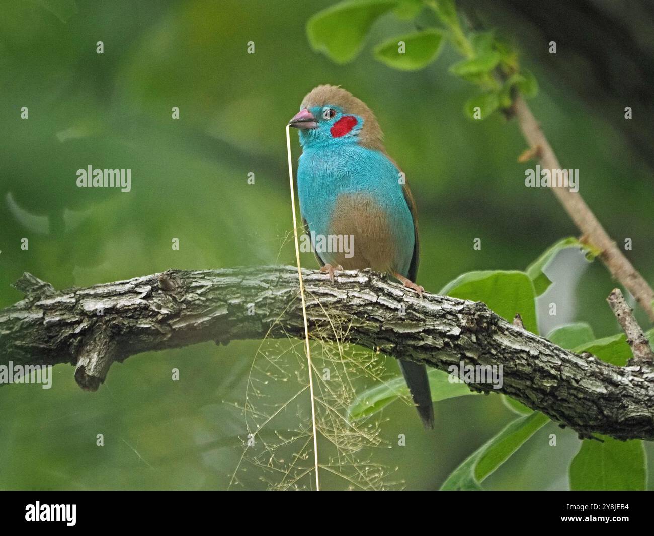 Maschio Cordon-bleu dalle guance rosse (Uraeginthus bengalus) con materiale di nidificazione dell'erba nel Beak Ruaha National Park, Tanzania, Africa Foto Stock