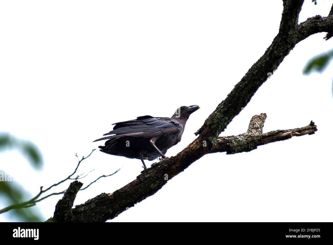 Corvo bianco Foto Stock