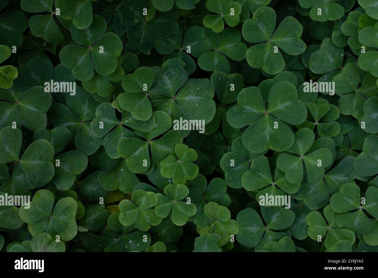 campo clover da vicino Foto Stock