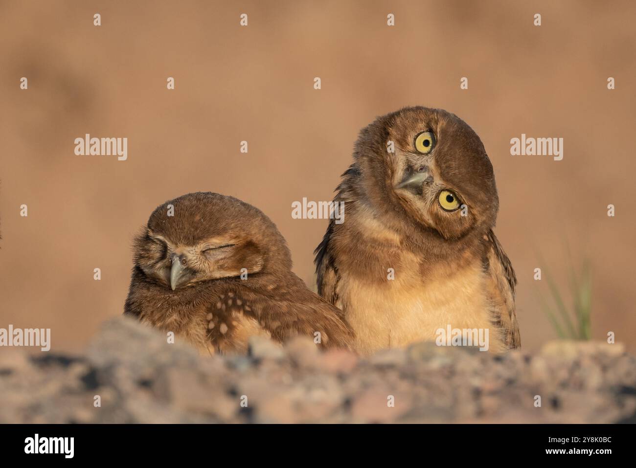 Un paio di gufi scavatrici in tana con testa inclinata Foto Stock