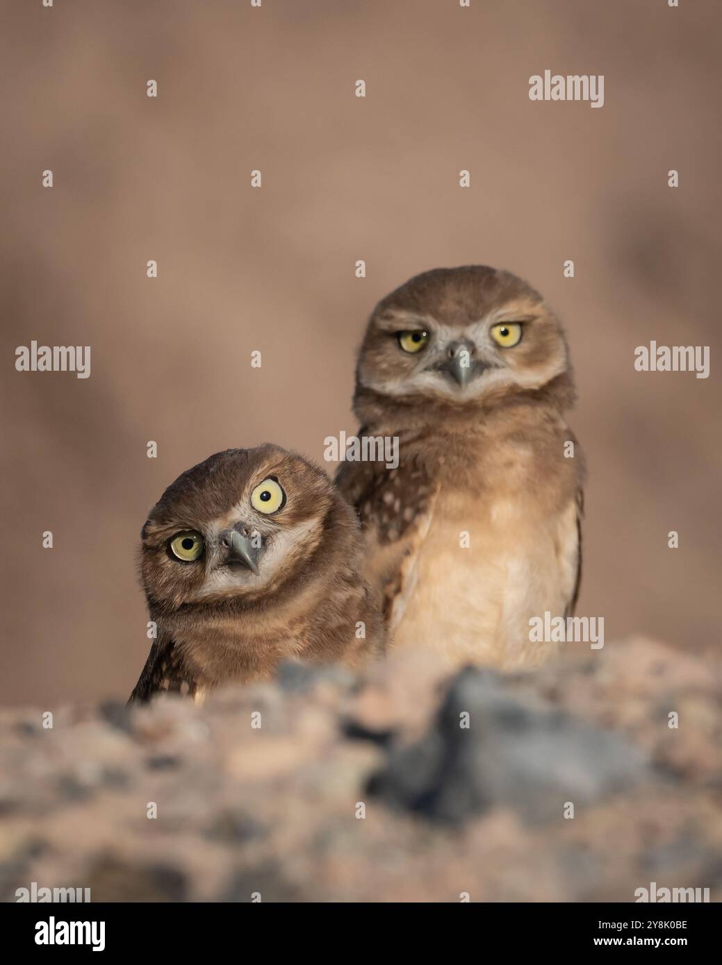 Un paio di gufi scavatrici in tana con testa inclinata Foto Stock