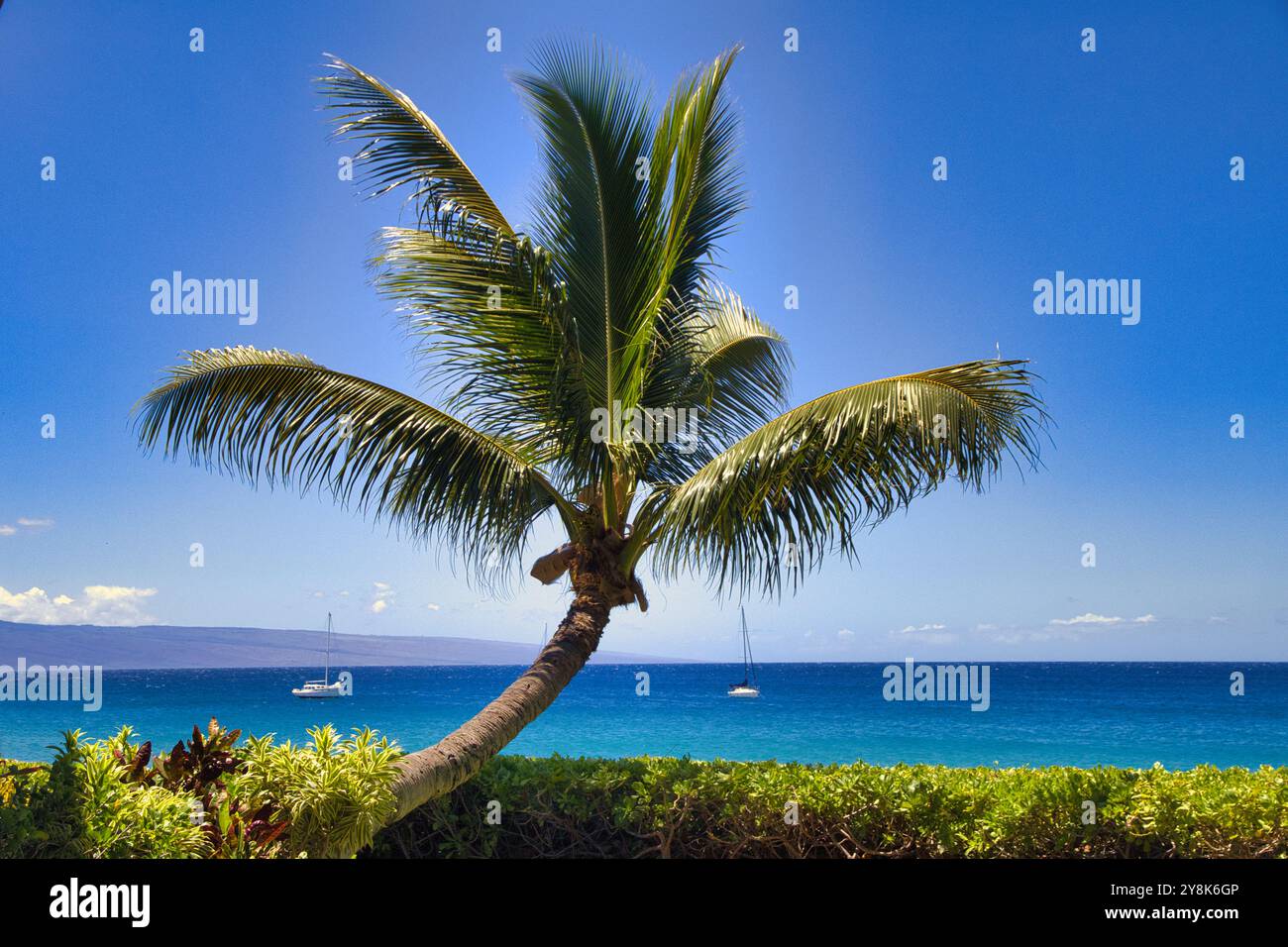 Palma piegata con sfondo oceano sulla spiaggia di Kanapali a Maui. Foto Stock