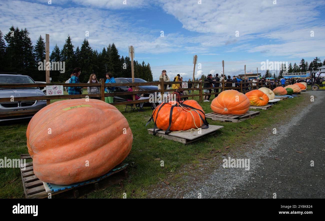 Langley, Canada. 5 ottobre 2024. Le zucche giganti vengono esposte prima di essere pesate durante la gara di pesatura del 2024 a Langley, British Columbia, Canada, 5 ottobre 2024. La gara annuale di pesatura della zucca gigante in tutta la provincia è tornata a Langley sabato, attirando decine di coltivatori per competere. Crediti: Liang Sen/Xinhua/Alamy Live News Foto Stock