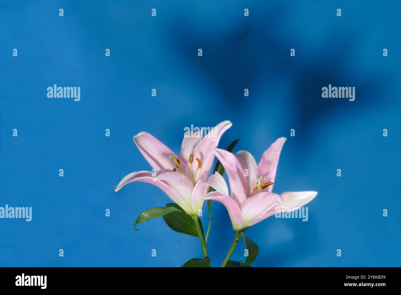 Gigli rosa e bianchi tagliano fiori da vicino. Visualizzazione di pattern, linee, forma, dettagli, sfondo blu con ombra fiore. Foto Stock