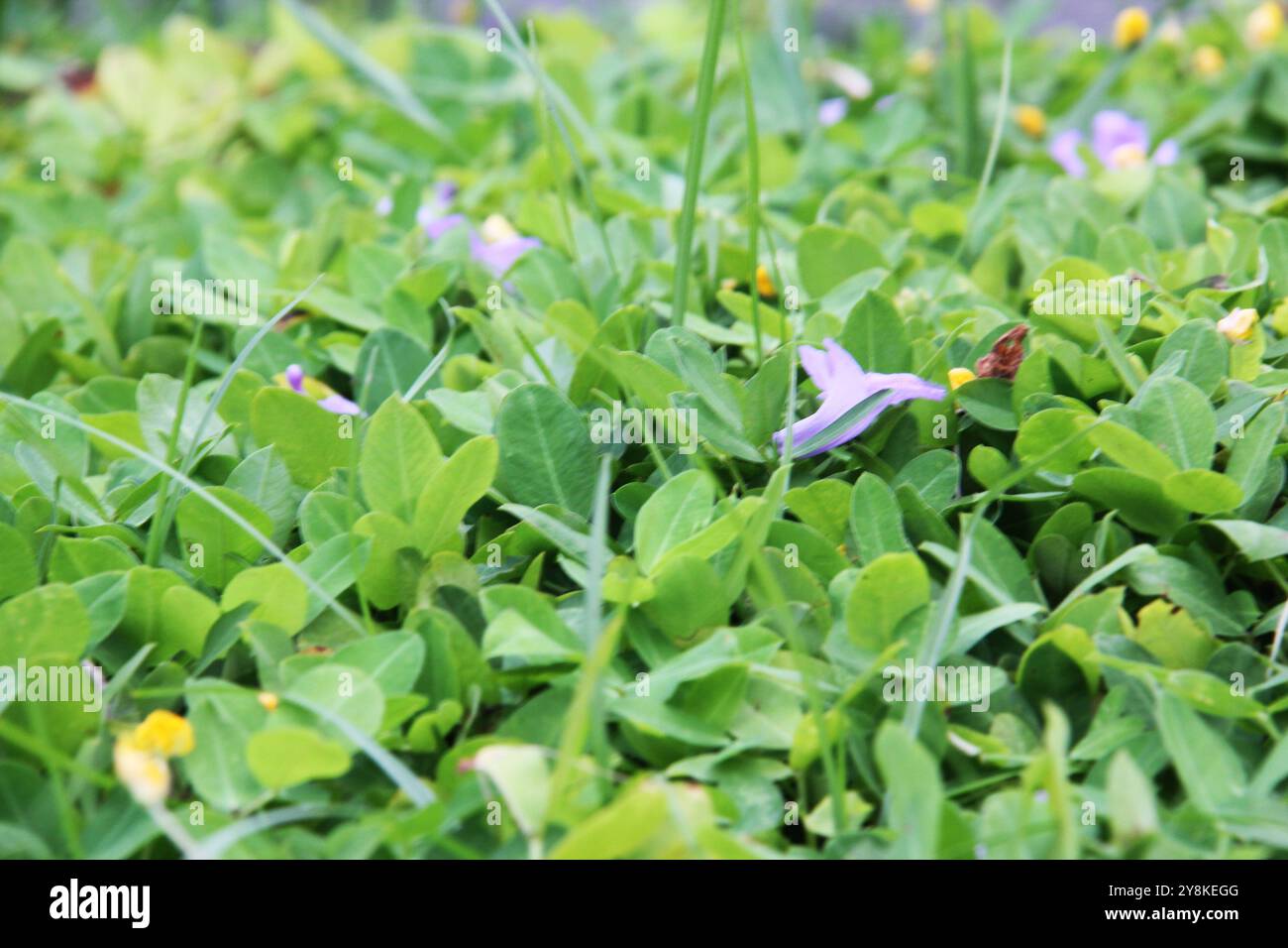 Ottima foto a foglia per lo sfondo. Foto Stock