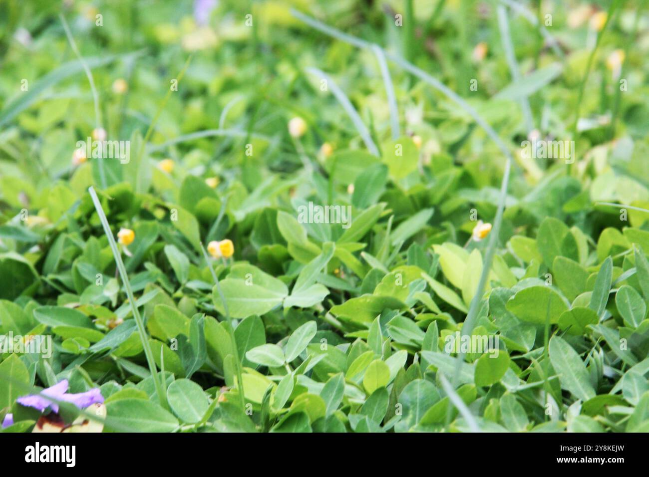 Ottima foto a foglia per lo sfondo. Foto Stock