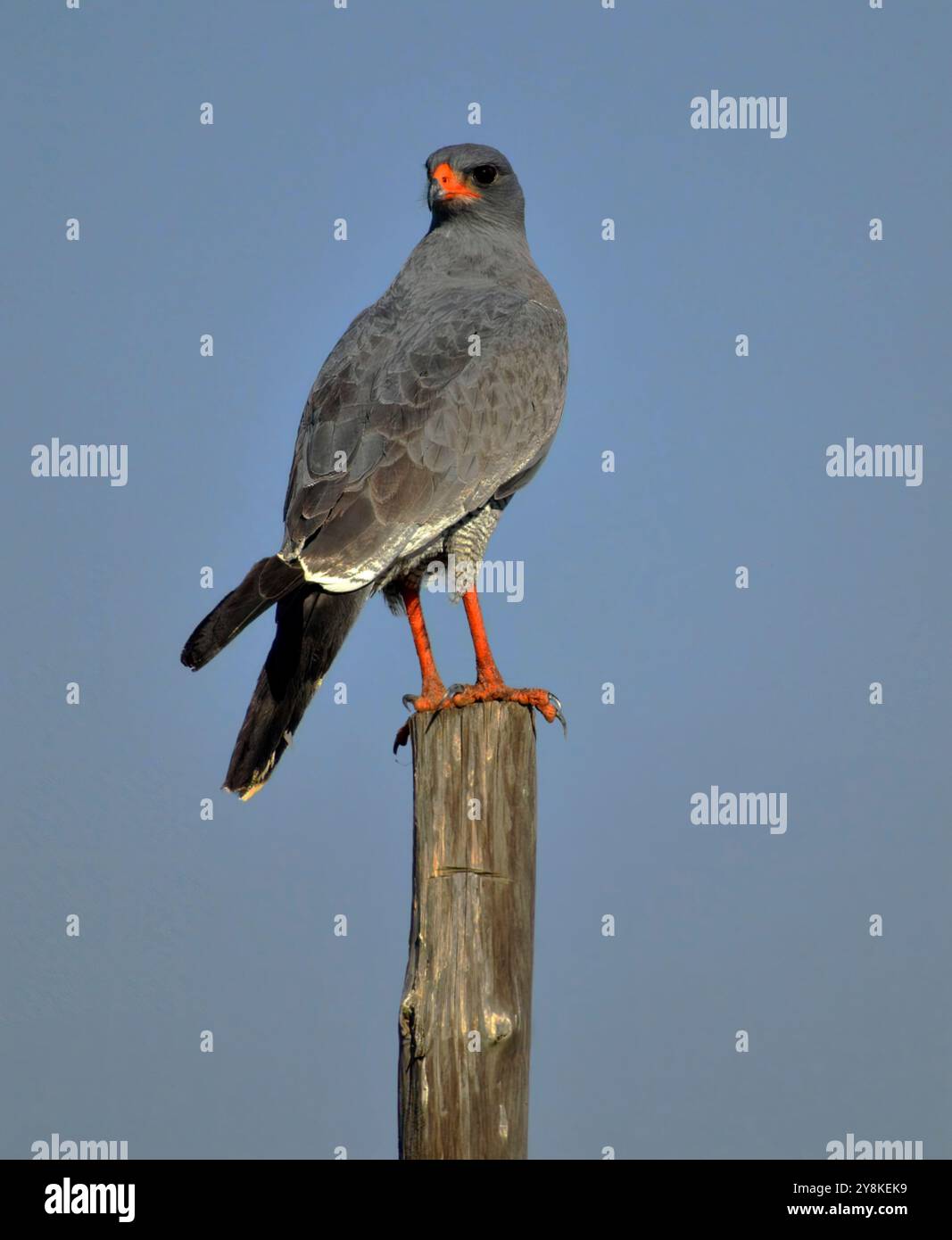Southern pale canta goshawk appollaiato su un palo che scansiona le prede sul Knersvlakte a Namaqualand, in Sudafrica Foto Stock
