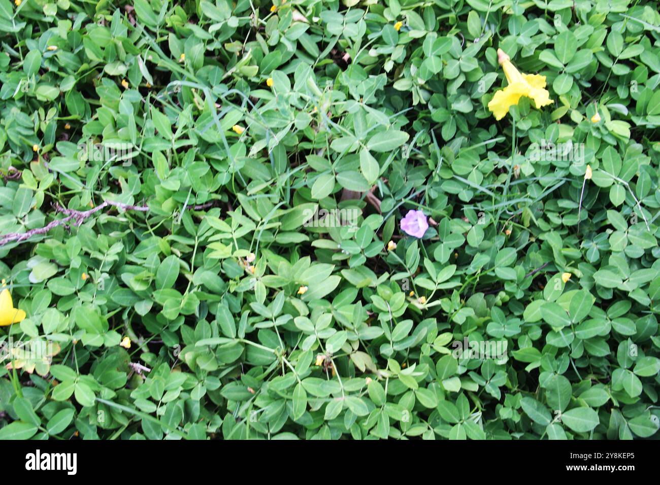 Ottima foto a foglia per lo sfondo. Foto Stock