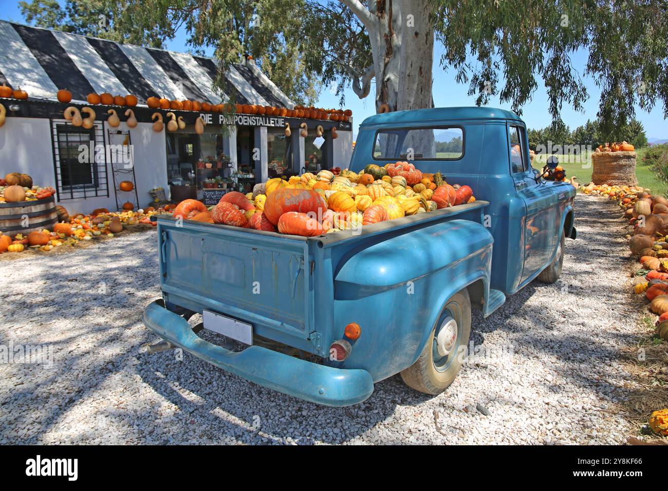 Zucche (Cucurbita) esposte in una fattoria vicino a Worcester nel Capo Occidentale; Sudafrica. Foto Stock