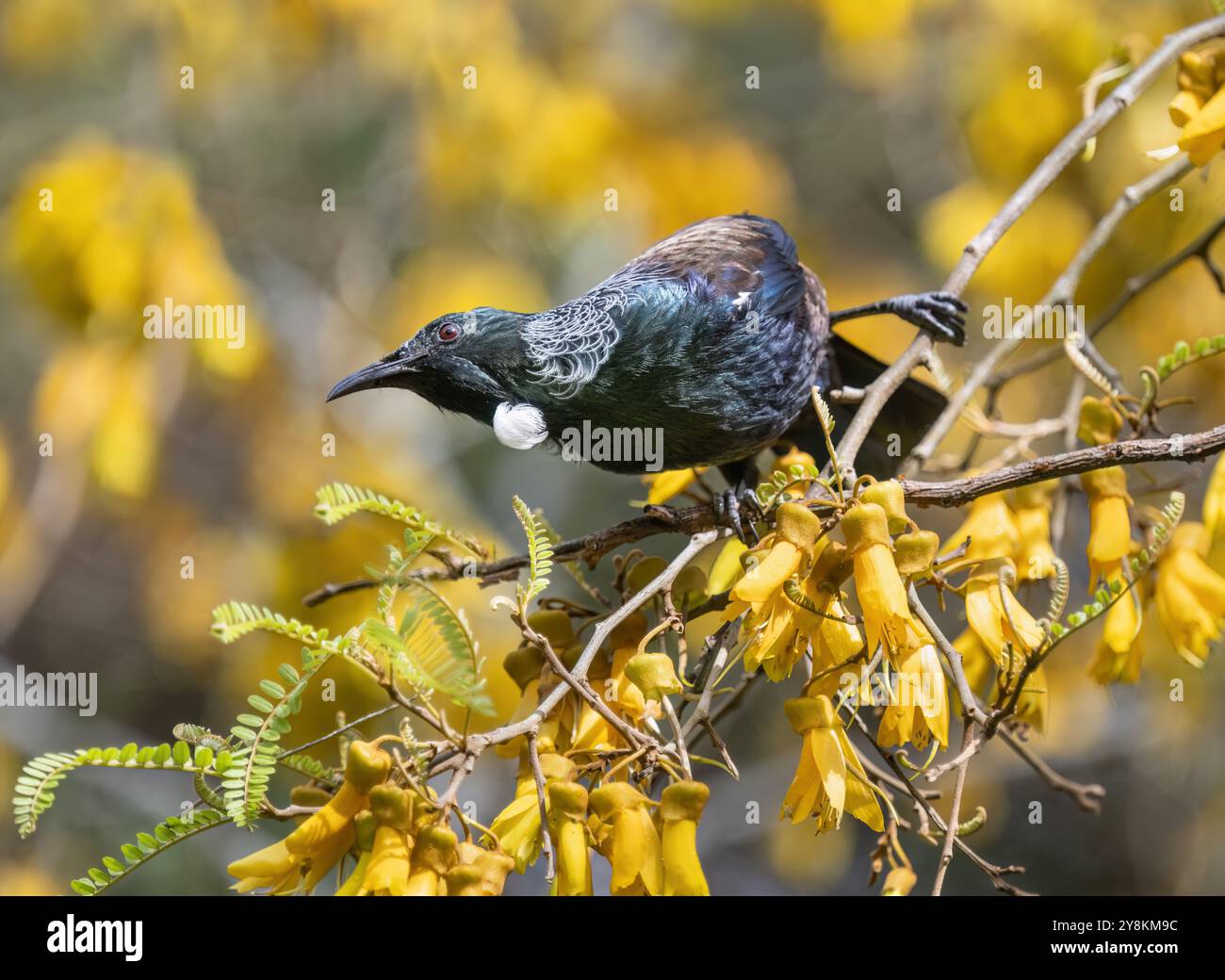 Uccello TUI arroccato sul ramo Kowhai pieno di fiori gialli. Foto Stock