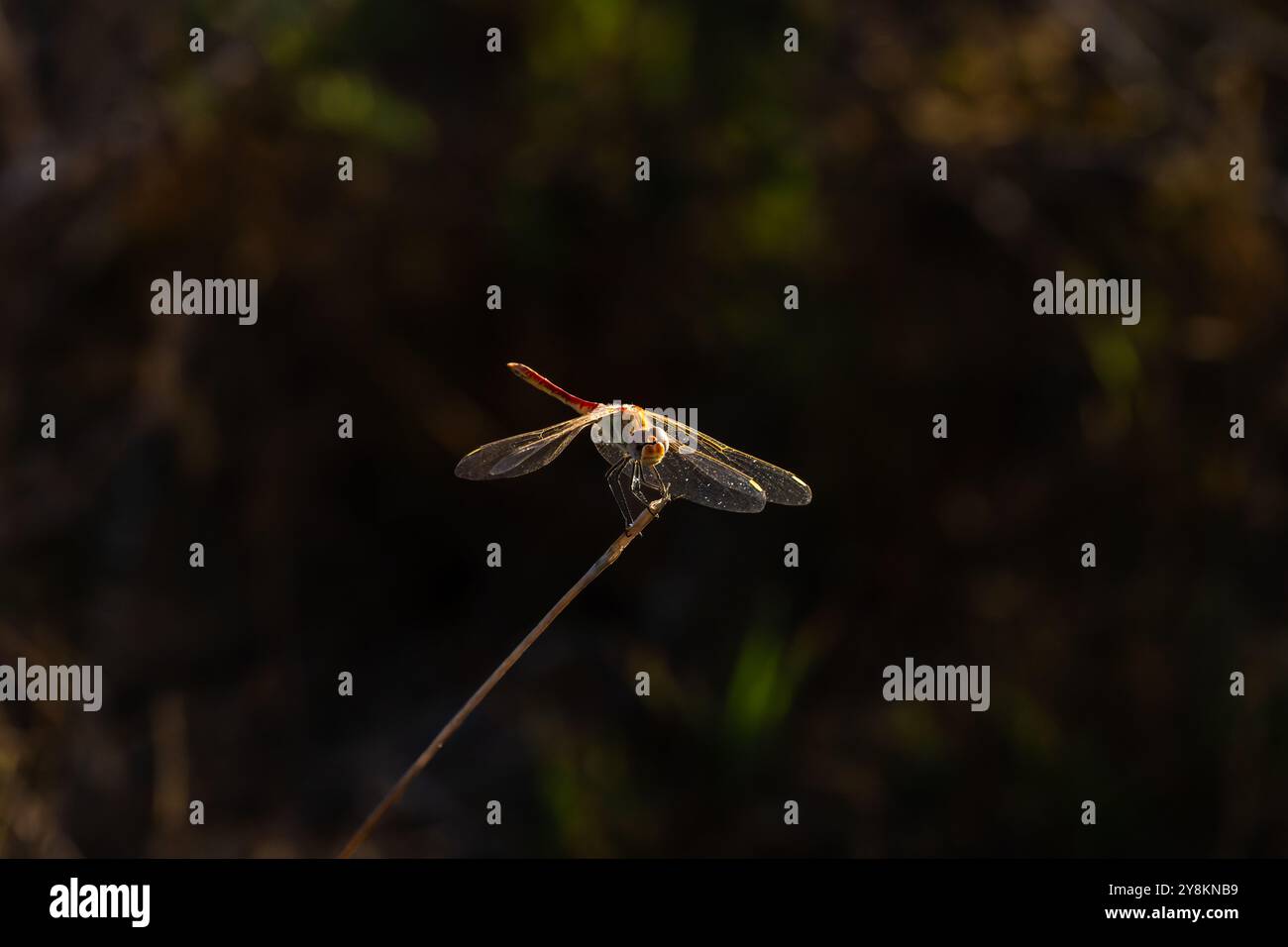 Dragonfly siede su una diramazione Foto Stock