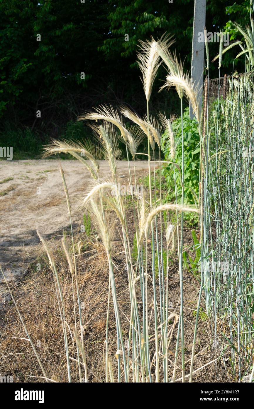 Golden Spikes sull'orlo dell'estate: Il sussurro della steppa. Foto Stock