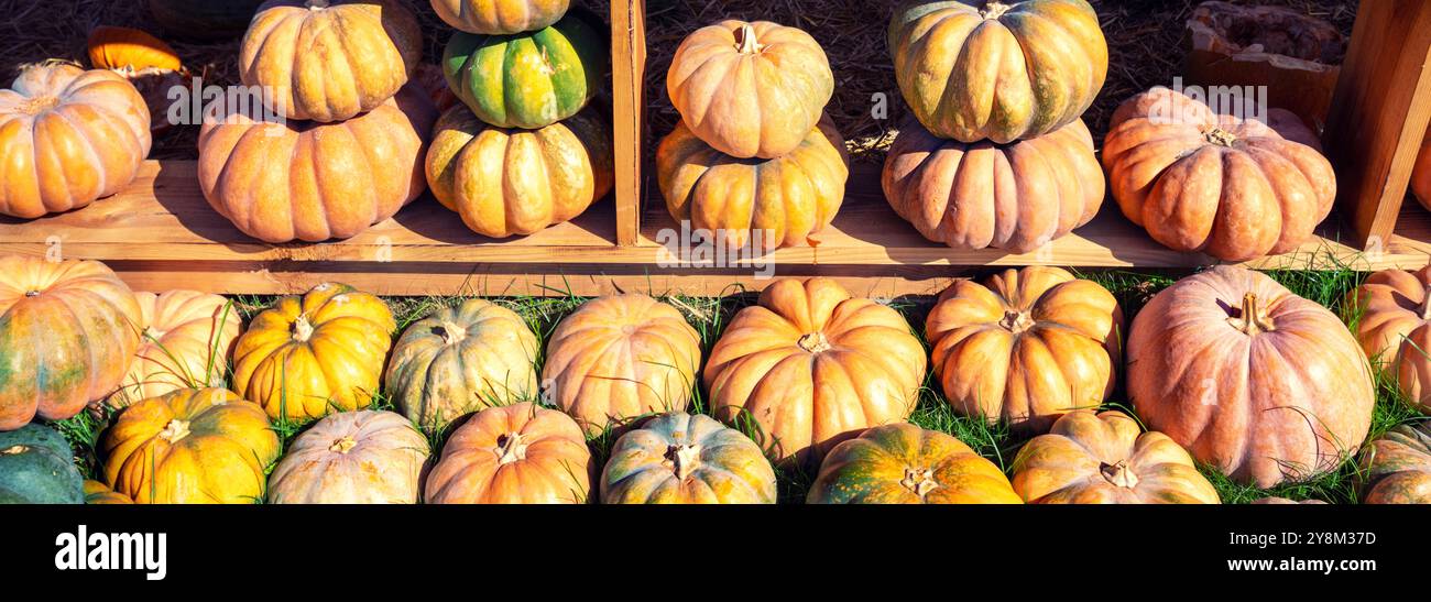 File di zucche su ripiani in legno. Striscione orizzontale Foto Stock