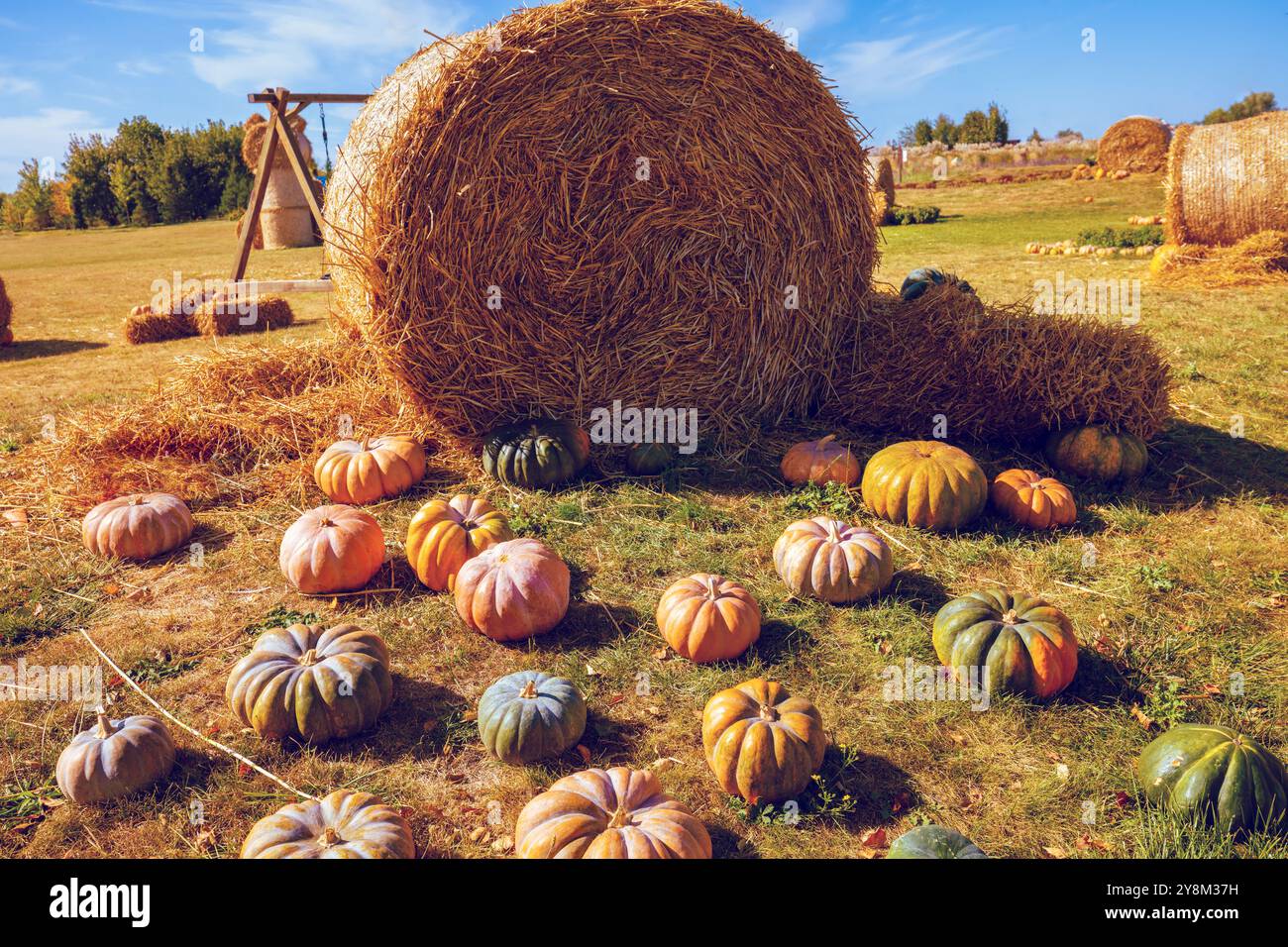 Raccolta della zucca. Molte zucche sul fieno vicino a una balla di fieno. Sfondo autunnale Foto Stock