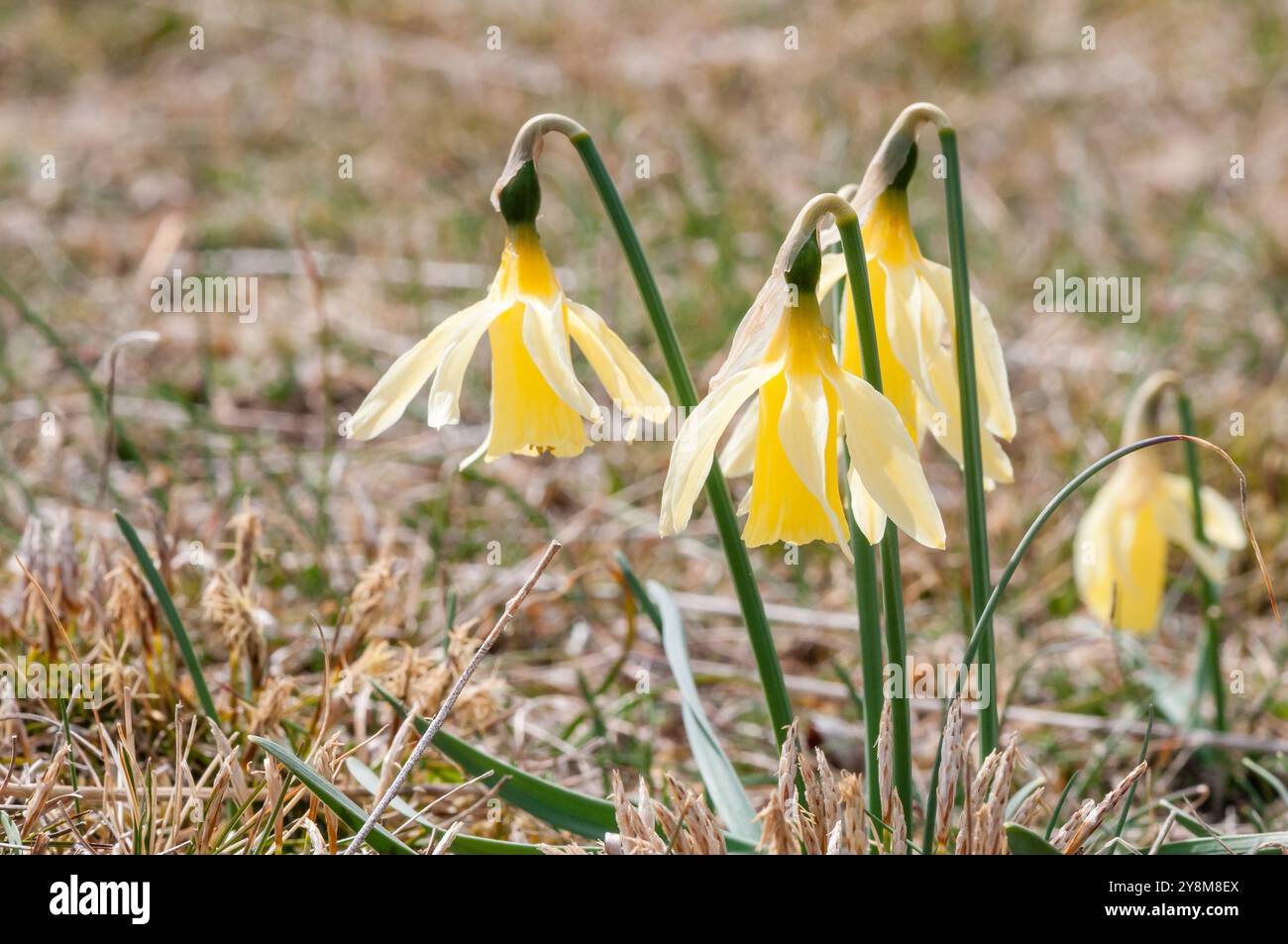 Narcisi selvatico, Narcissus pseudonarcissus, Berga, Catalogna, Spagna Foto Stock