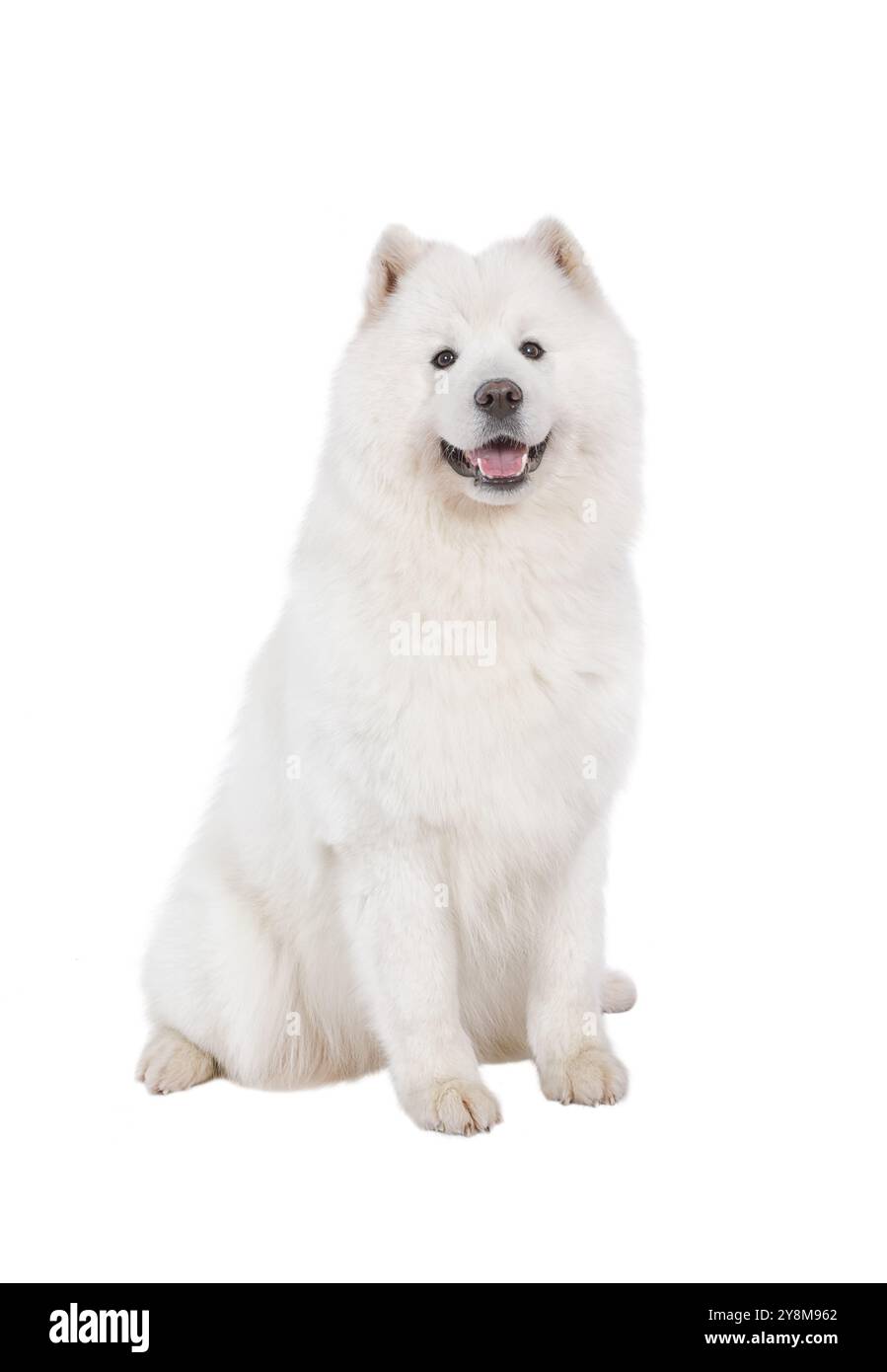 Cane Samoiato isolato su sfondo bianco Foto Stock