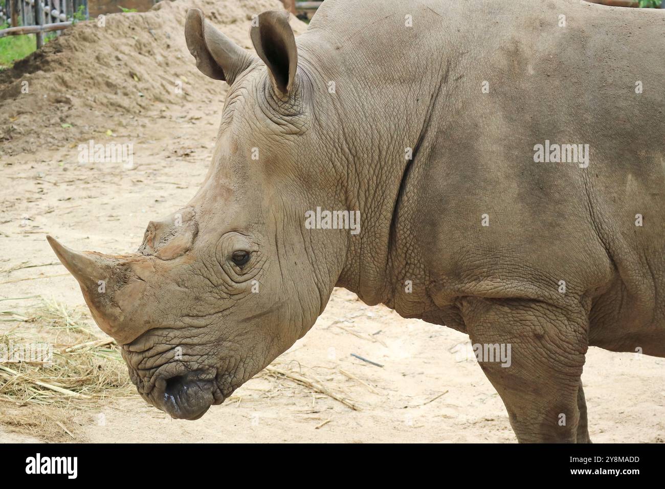 Rinoceronte bianco del sud, una delle specie quasi minacciate Foto Stock