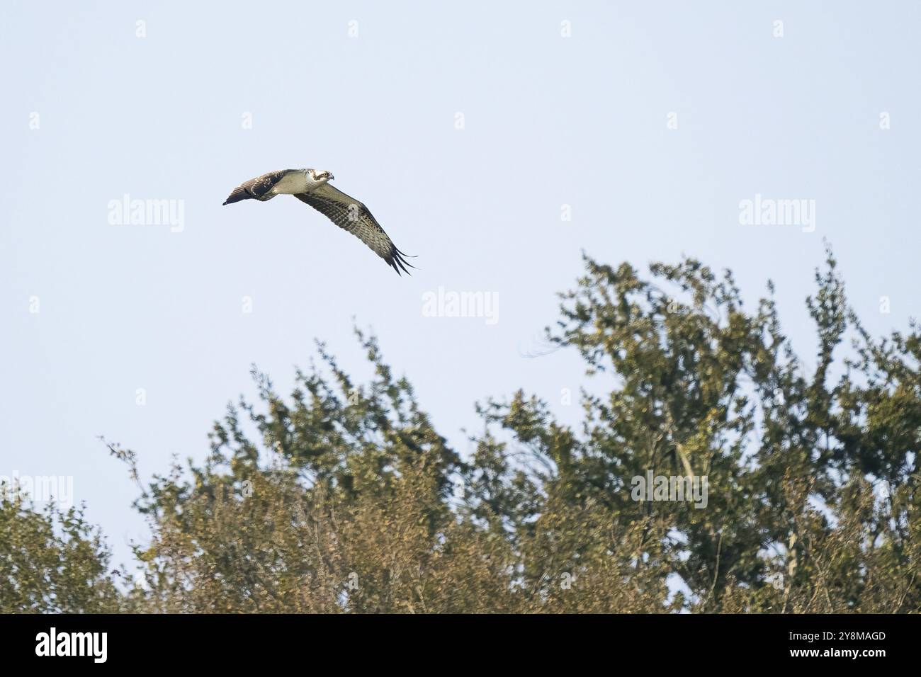 Un falco pescatore (Pandion haliaetus) vola sugli alberi in un cielo limpido, Assia, Germania, Europa Foto Stock