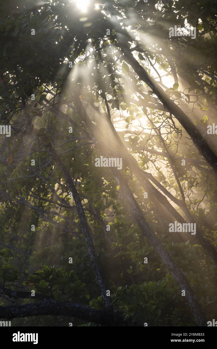 La luce splende attraverso gli alberi nella giungla, Costa Rica, America centrale Foto Stock