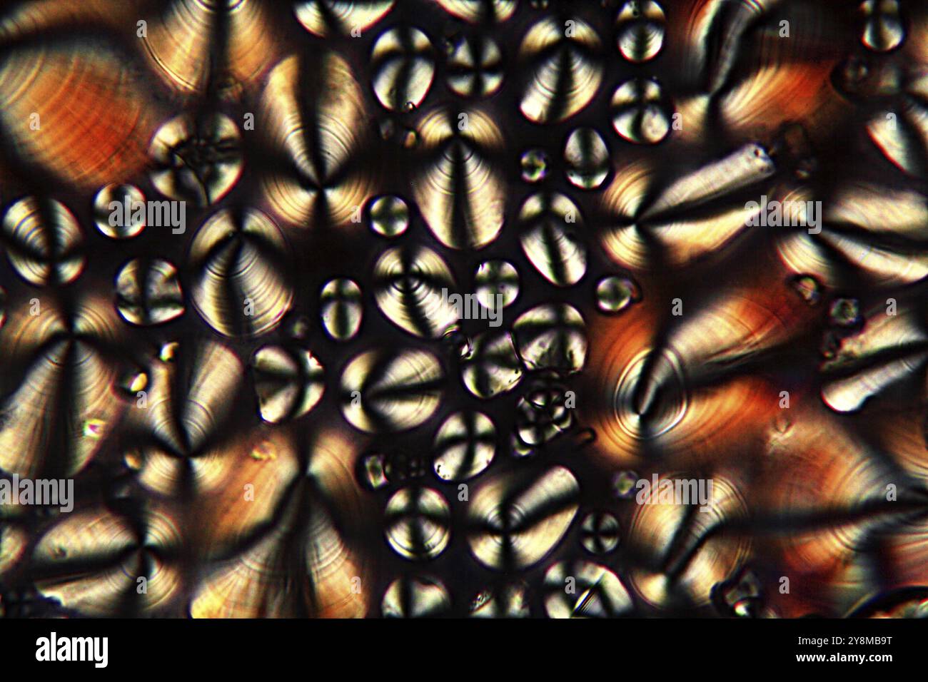 Fecola di patate sotto il microscopio e in luce polarizzata Foto Stock