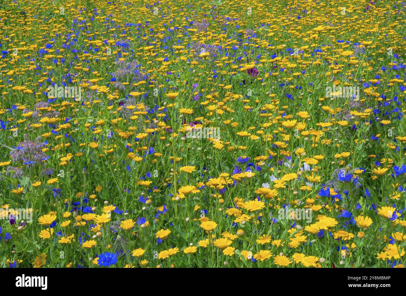 Bellissimo sfondo di un prato estivo con fiori di campo Foto Stock