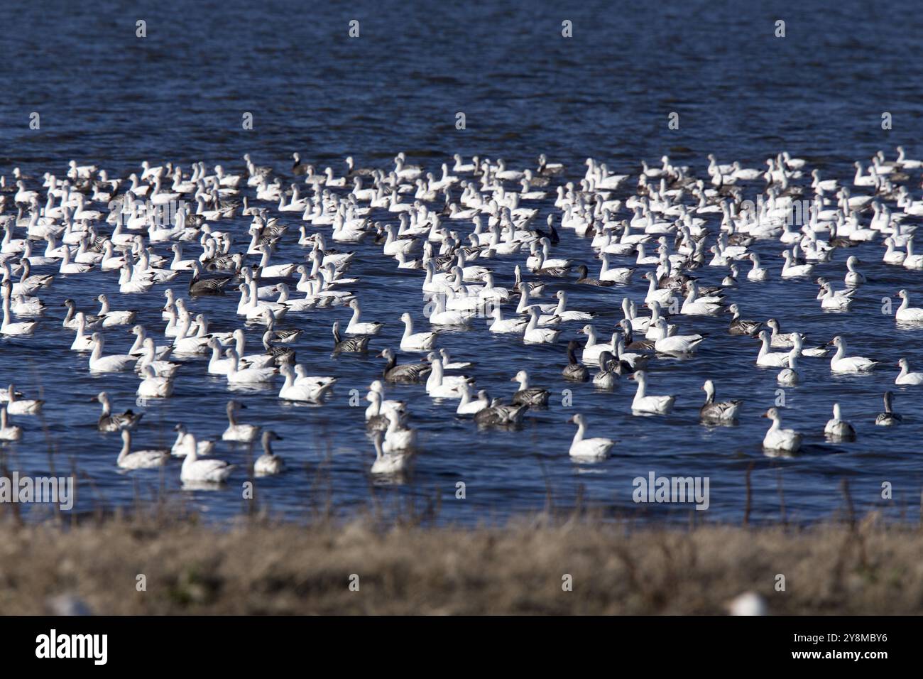 Sciame di oche delle nevi in Saskatchewan in Canada Foto Stock