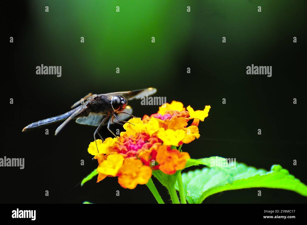 Dragonfly al Serenada Eco Resort - Uganda Foto Stock