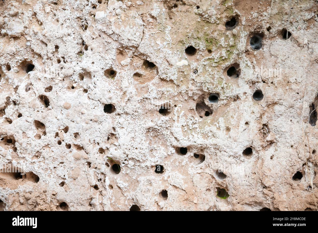 I fori wasp nidificano in un muro di fango, terreno argilloso, Manresa, Catalogna, Spagna Foto Stock
