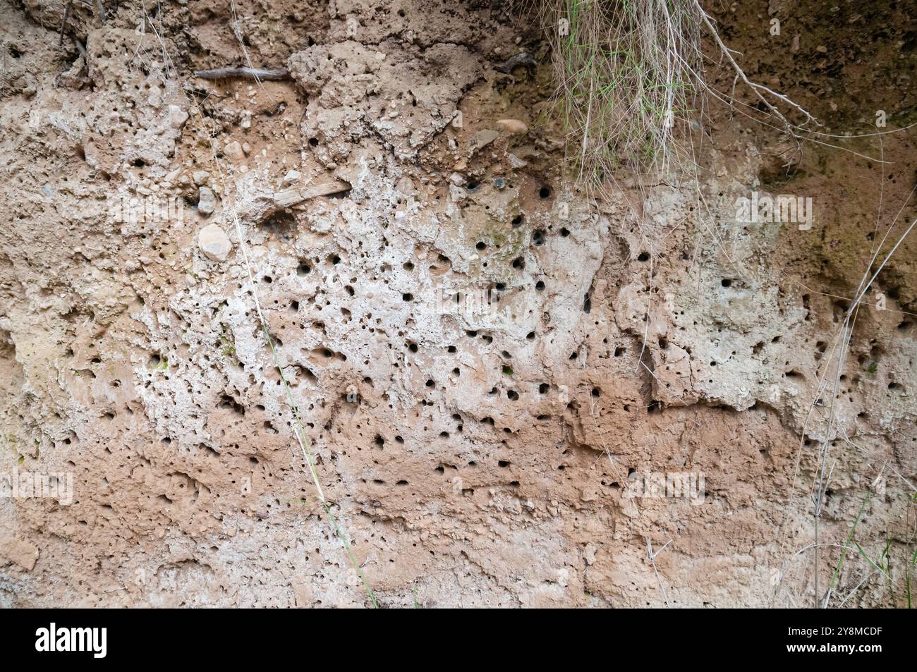 I fori wasp nidificano in un muro di fango, terreno argilloso, Manresa, Catalogna, Spagna Foto Stock