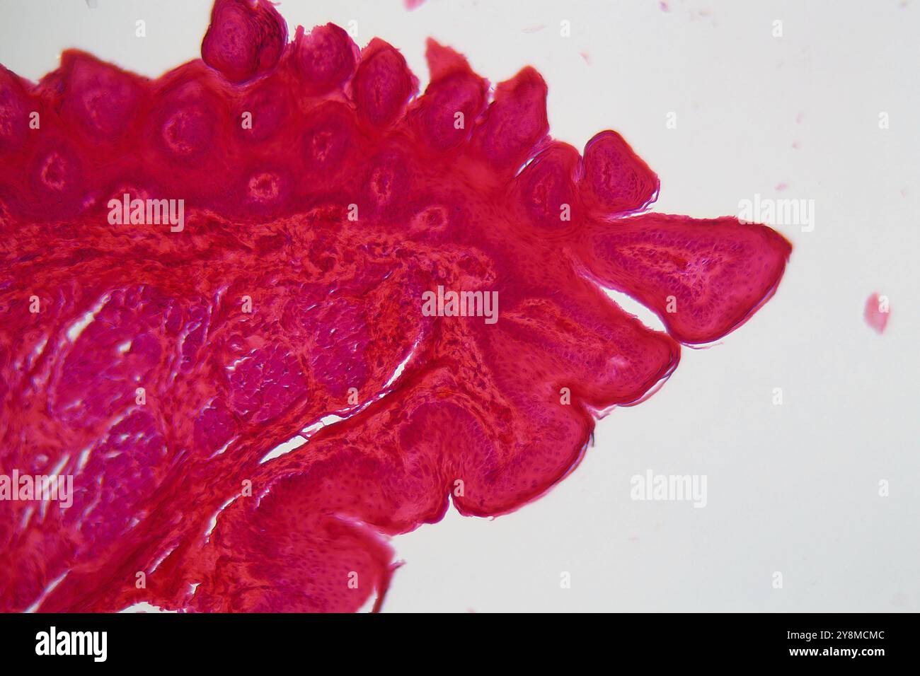 Una sezione attraverso diverse cellule della lingua sulla punta di una lingua, sotto il microscopio Foto Stock