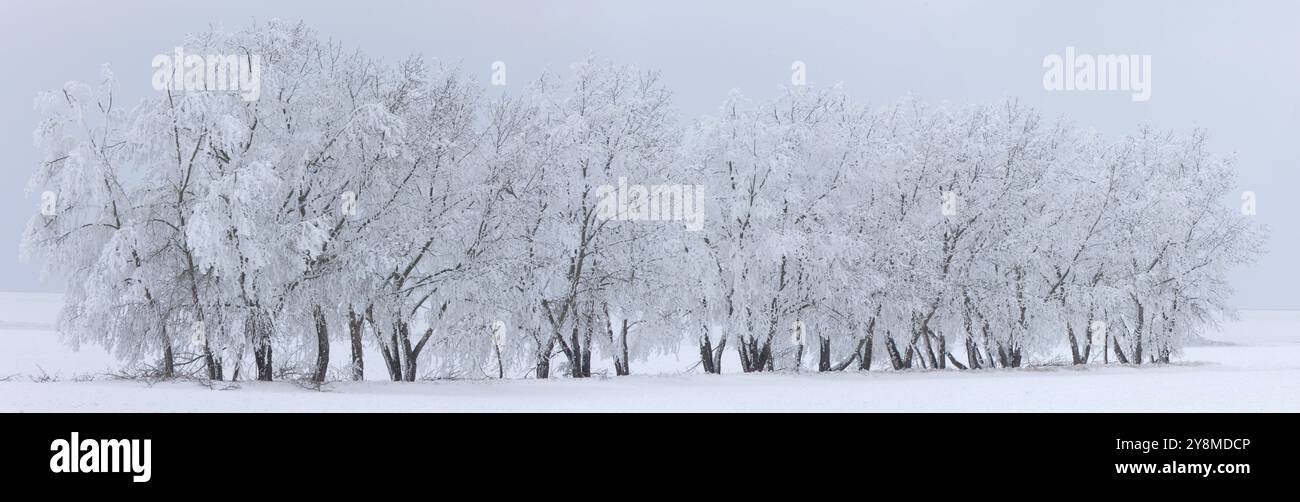 Gelo invernale Saskatchewan Canada tempesta di ghiaccio pericolo Foto Stock