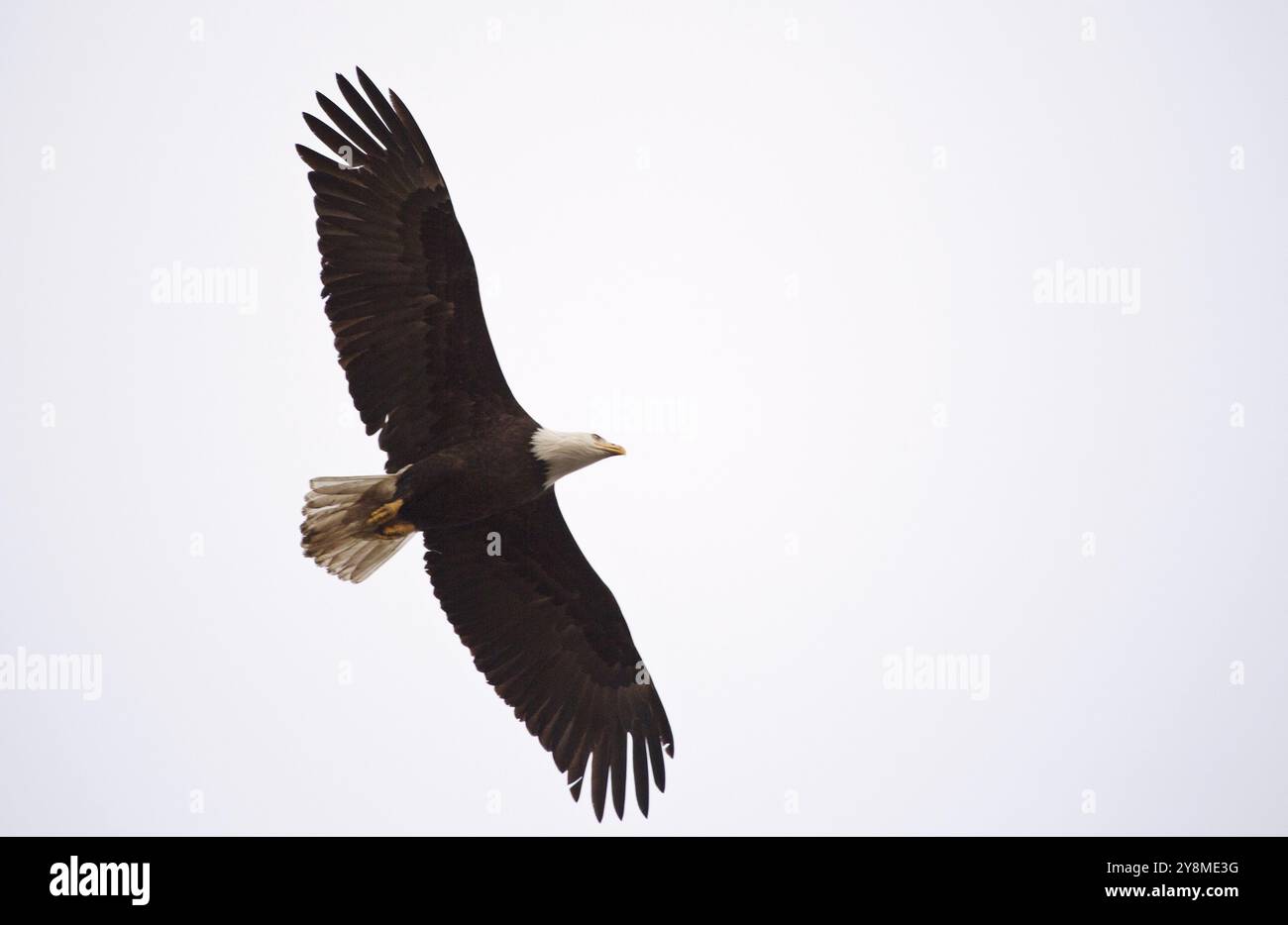 Aquila calva British Columbia ritrovo Ladner Richmond Foto Stock