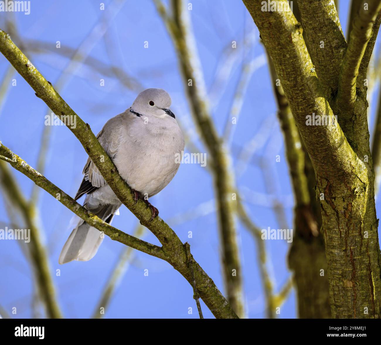 Primo piano di una colomba che si trova sul ramo di un albero Foto Stock