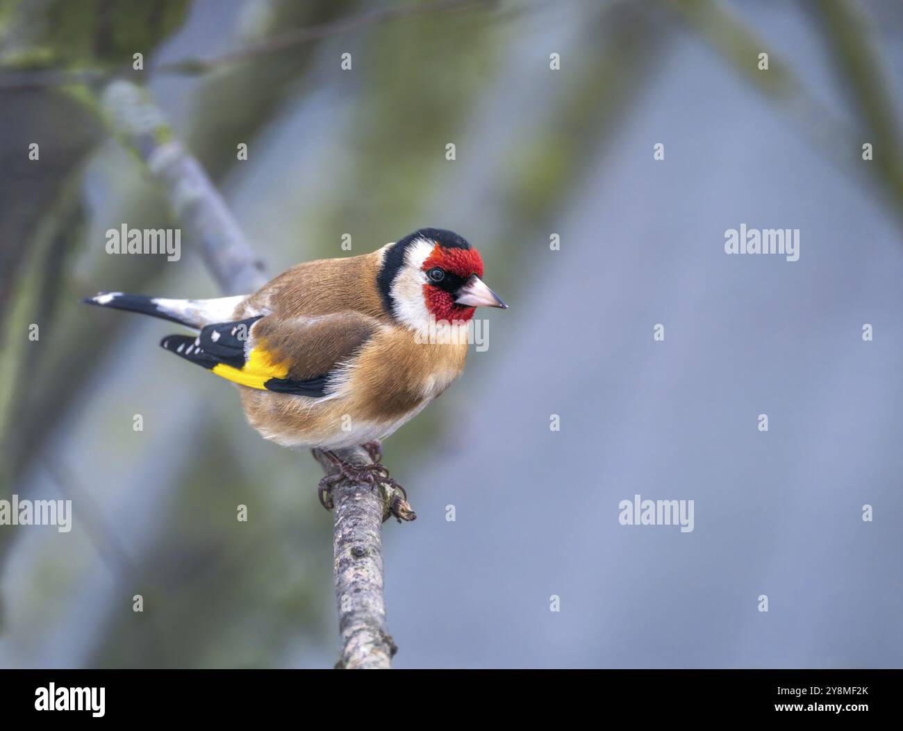 Primo piano di un goldfinch europeo appollaiato sul ramo di un albero Foto Stock