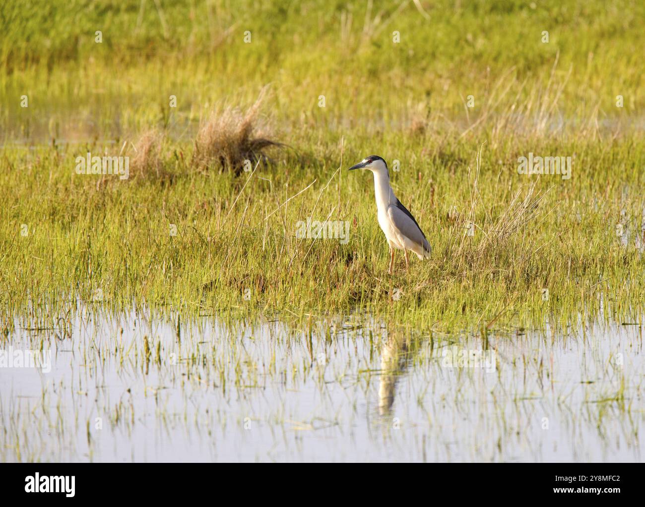 Nero notte incoronato Heron Prairie in Saskatchewan in Canada Foto Stock