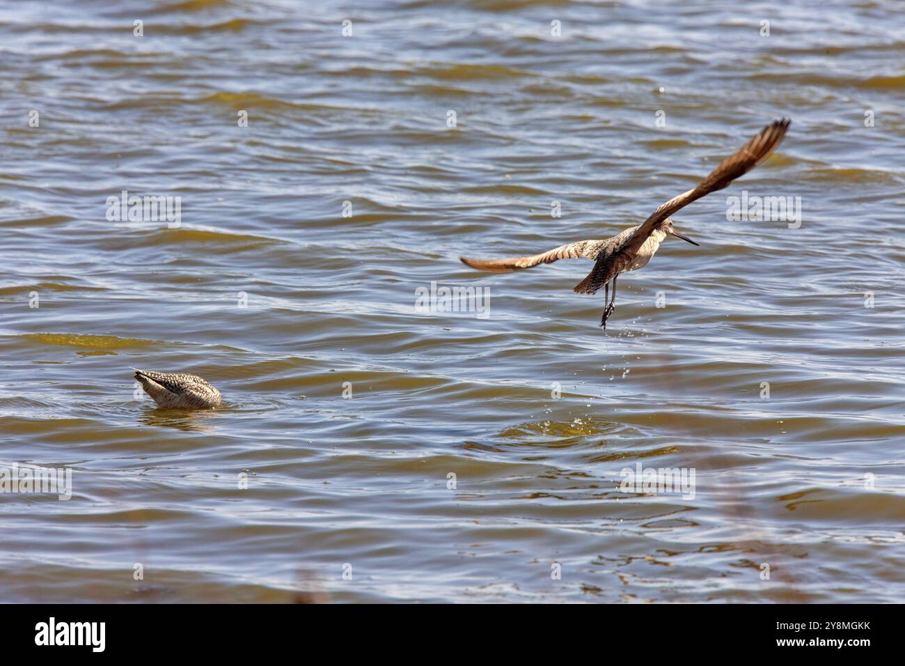 Marbled Godwit in acqua Nord Saskatchewan Canada Foto Stock