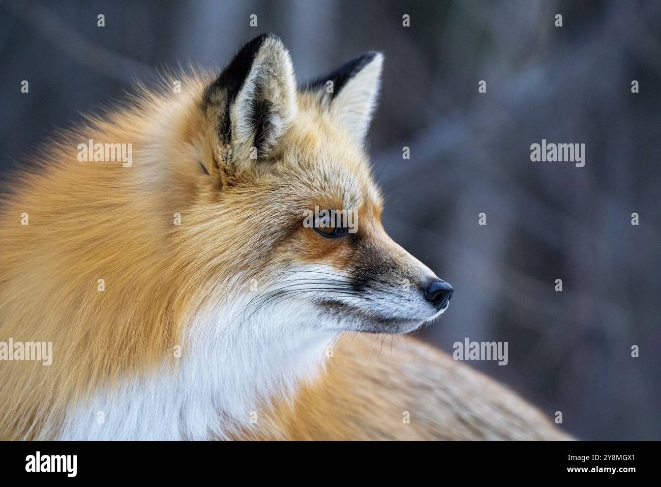 Fox in Inverno Prince Albert National Park Canada chiuso Foto Stock