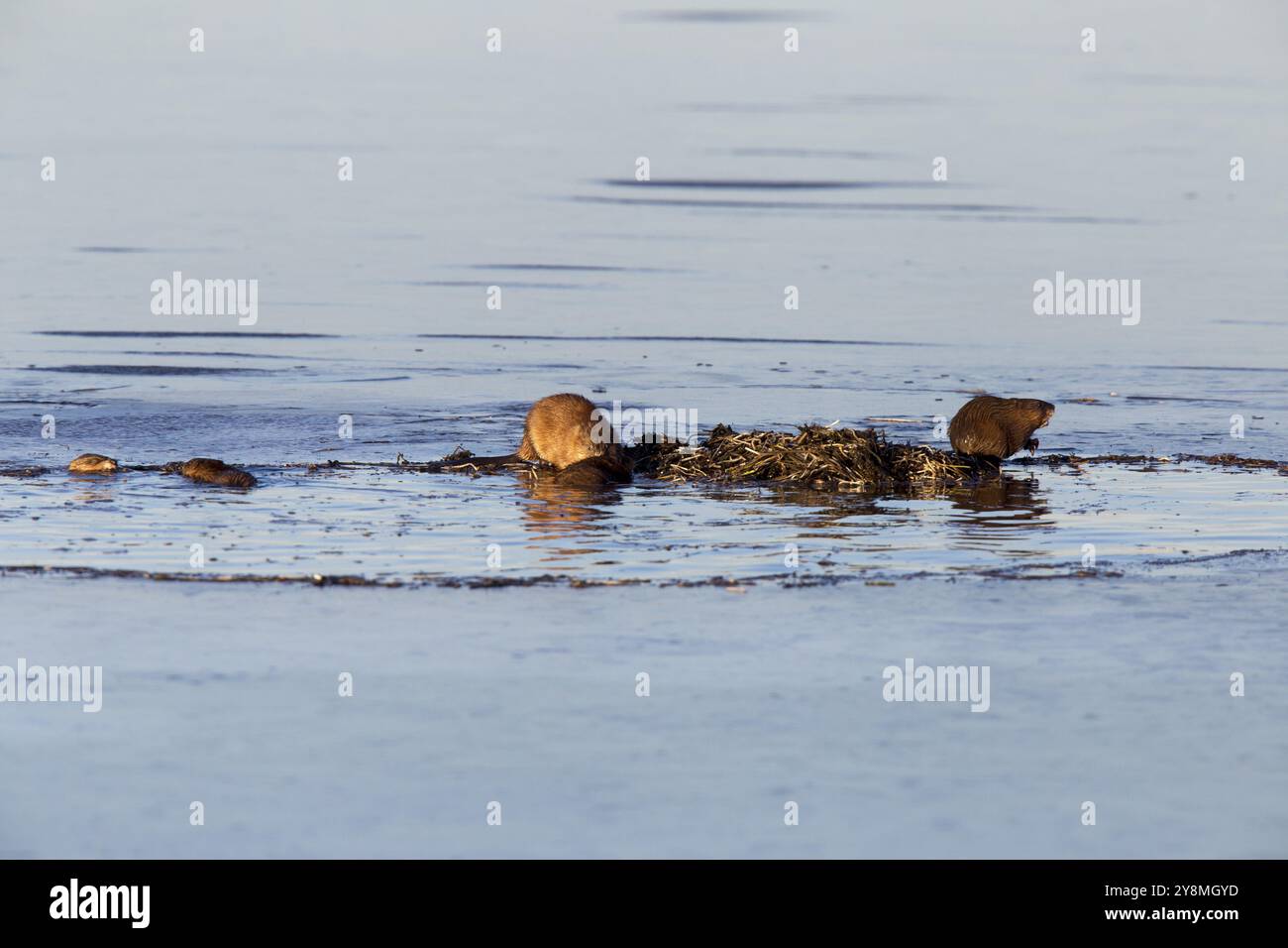 Muskrats al lavoro crepuscolo Prairies Canada Saskatchewan Foto Stock